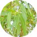 Eucalyptus E/O: Vital Herb